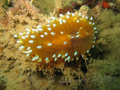 Antiopelle - Janolus cristatus 3.JPG - Mer de la Manche - Cherbourg